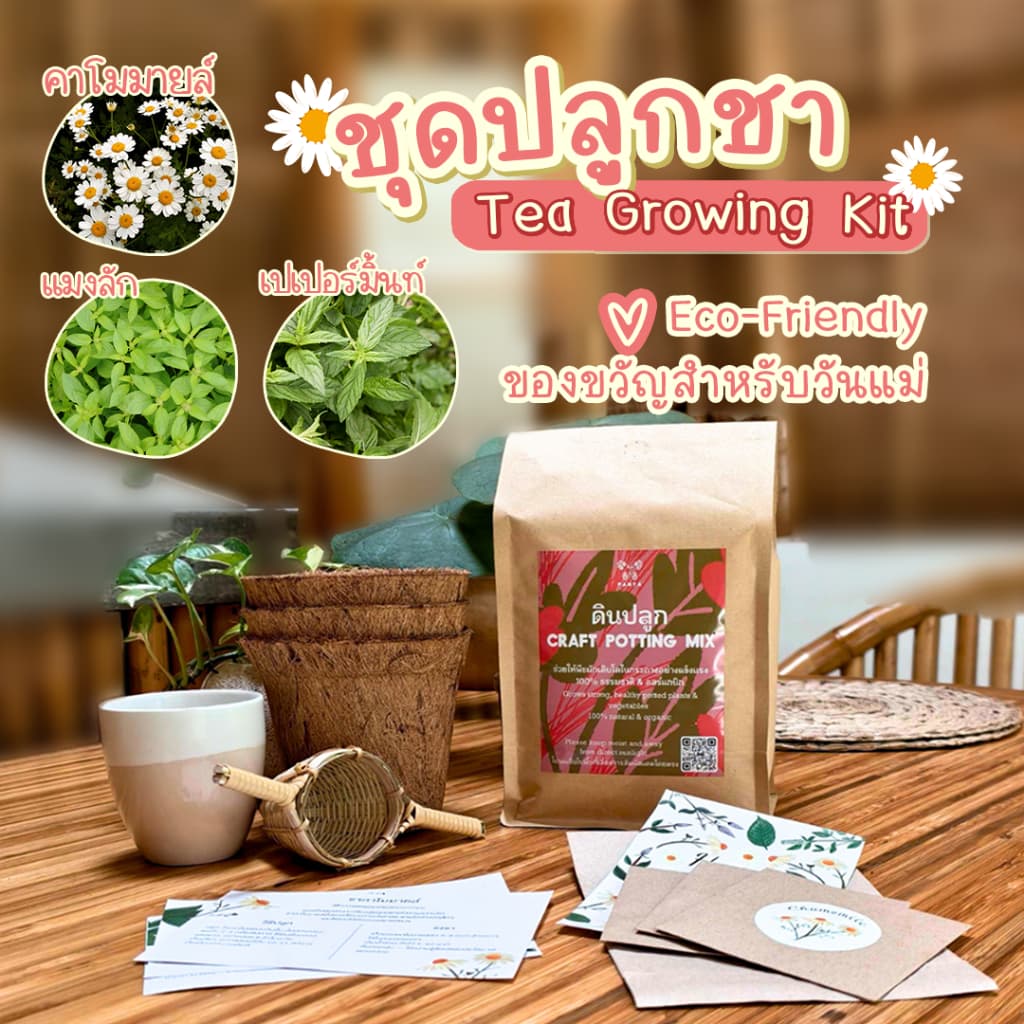 Organic Tea Growing Kit (no card)