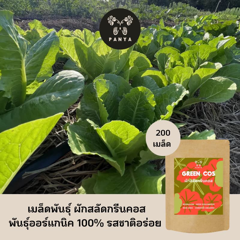 Organic Lettuce Seed