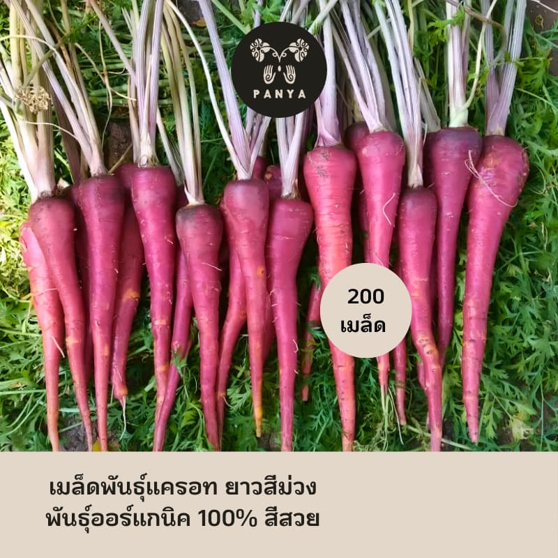 Organic Purple Carrot Seeds
