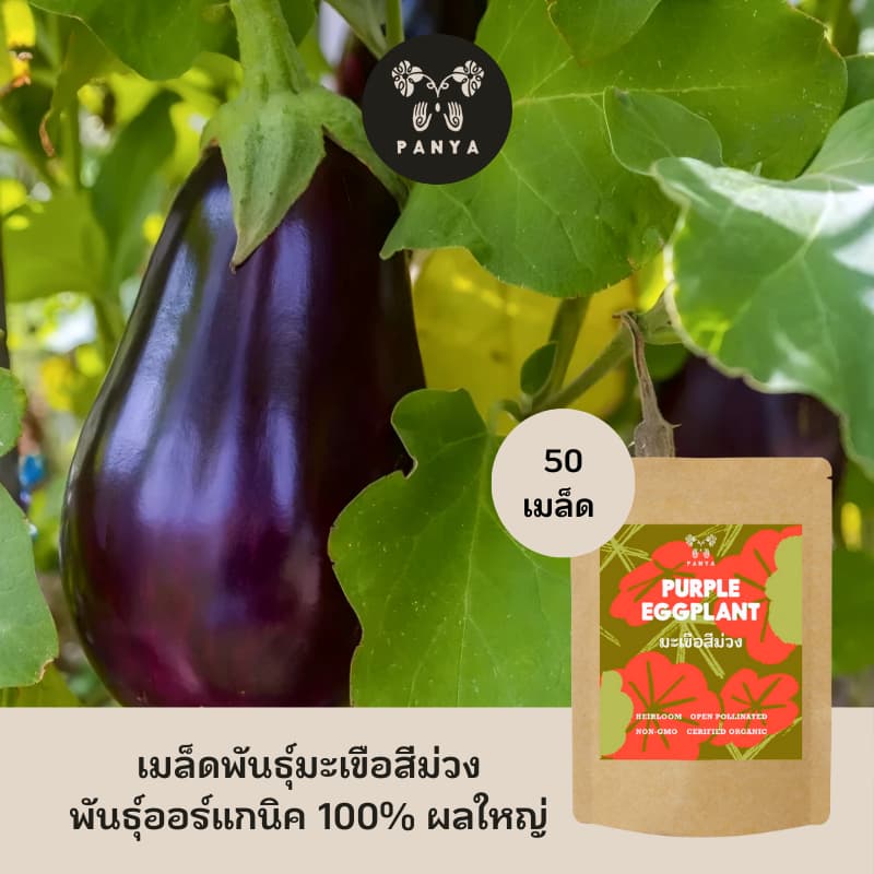 Organic Purple Eggplant Seeds