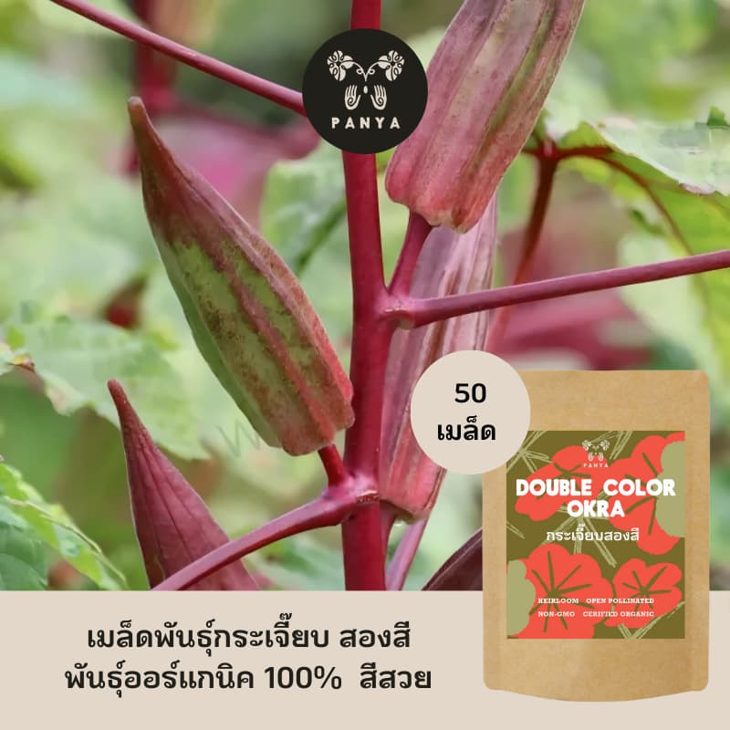 เมล็ดพันธุ์ กระเจี๊ยบ สองสี 100% ออร์แกนิค Non-GMO เกรดพรีเมี่ยม (Organic Double Color Okra Seeds)