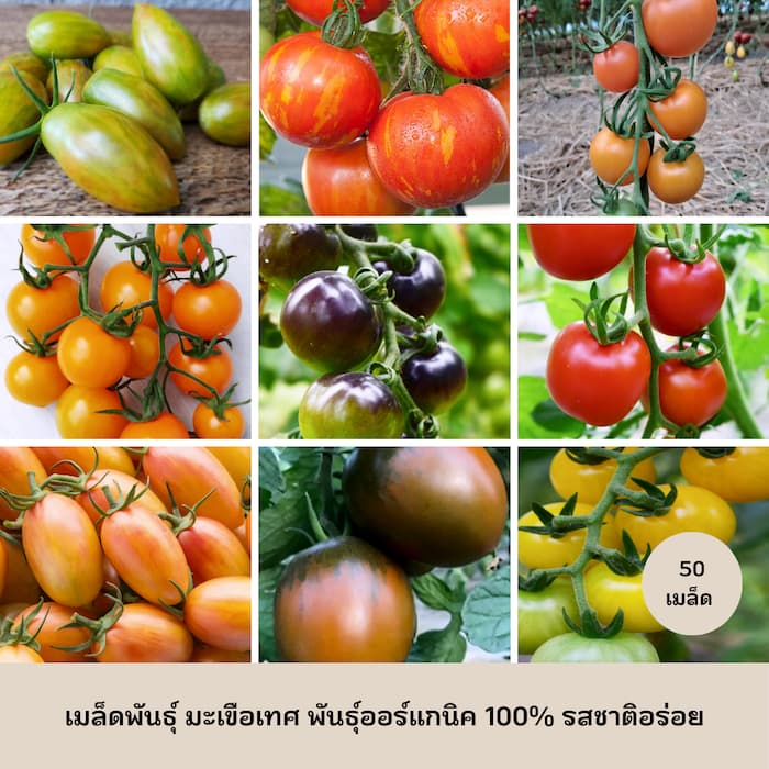 Organic Tomato Seeds