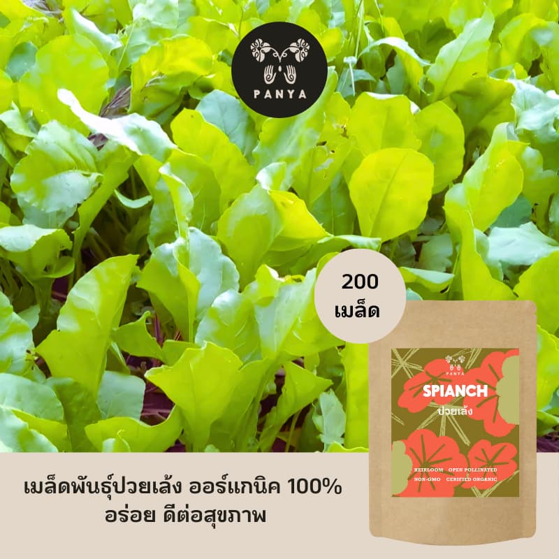 Organic Spinach Seeds