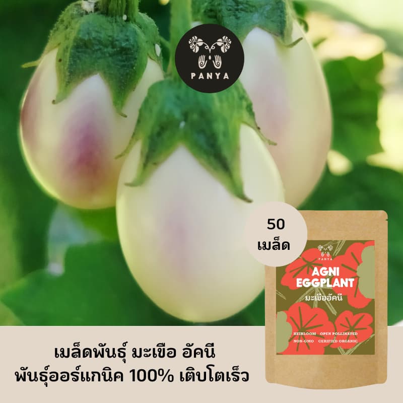 Organic Agni Eggplant Seeds