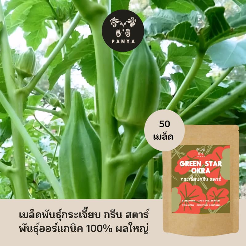เมล็ดพันธุ์ กระเจี๊ยบ กรีน สตาร์ 100% ออร์แกนิค Non-GMO (Organic Green Start Okra Seeds)