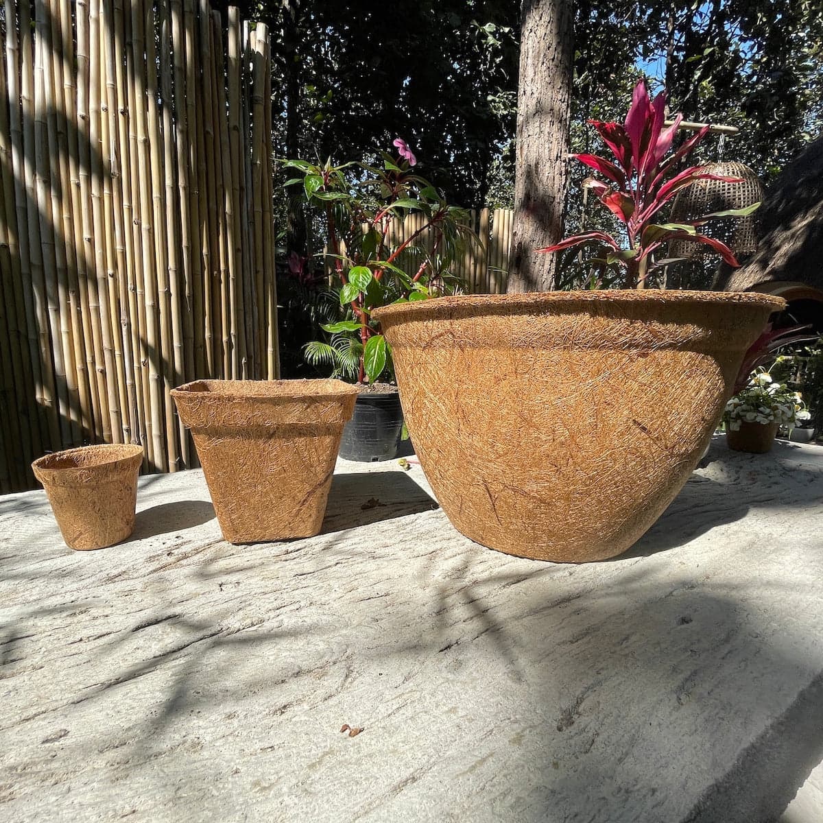 Coconut Coir Pot - Small