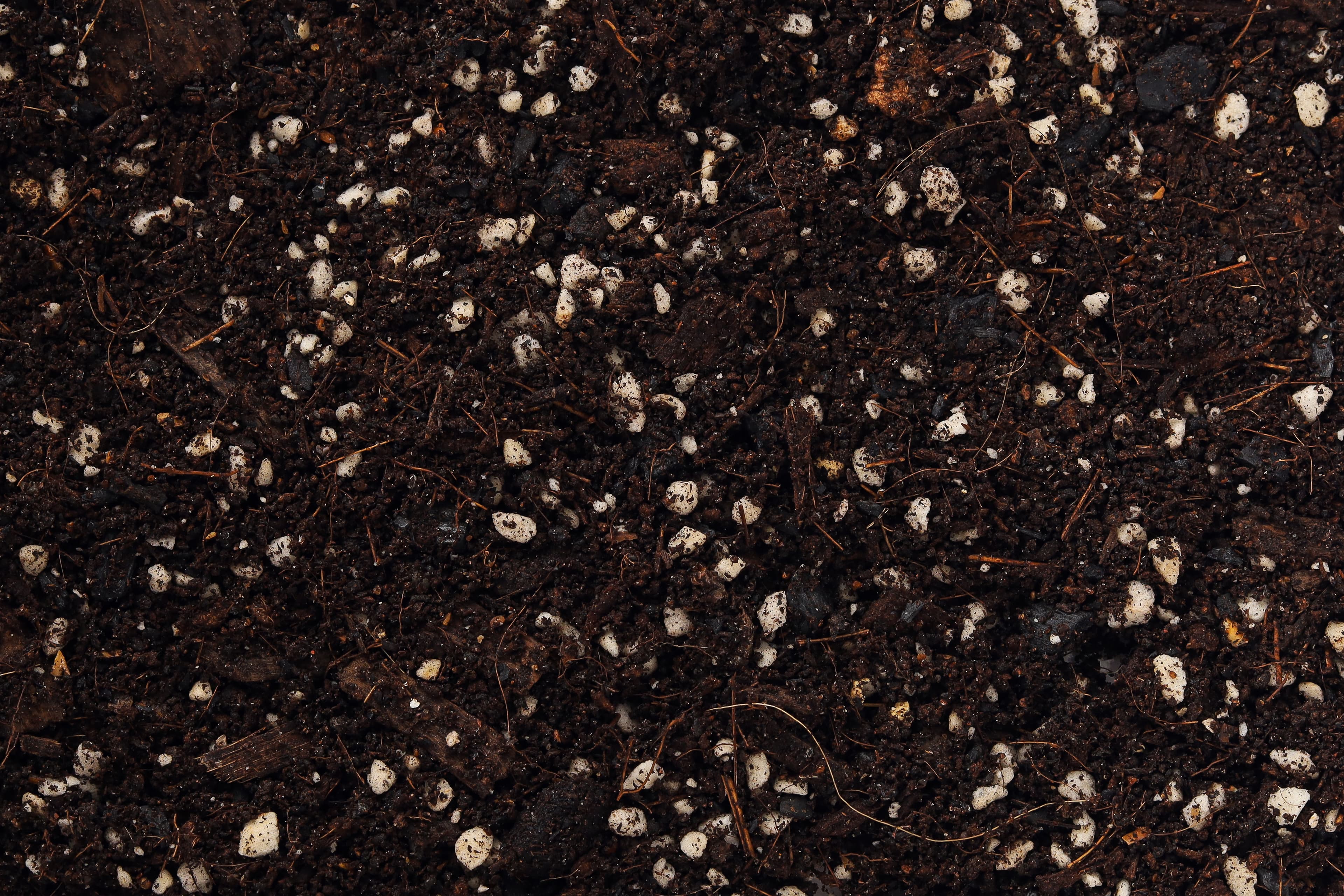 The texture of Panya potting mix