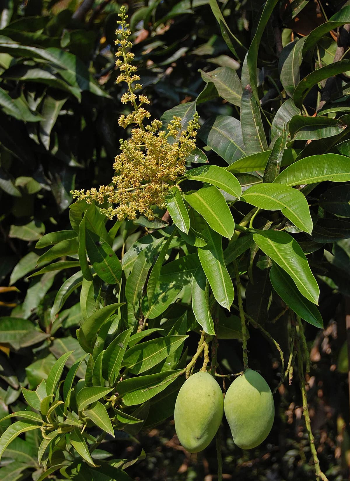 Flowers and young mangoes on the tree