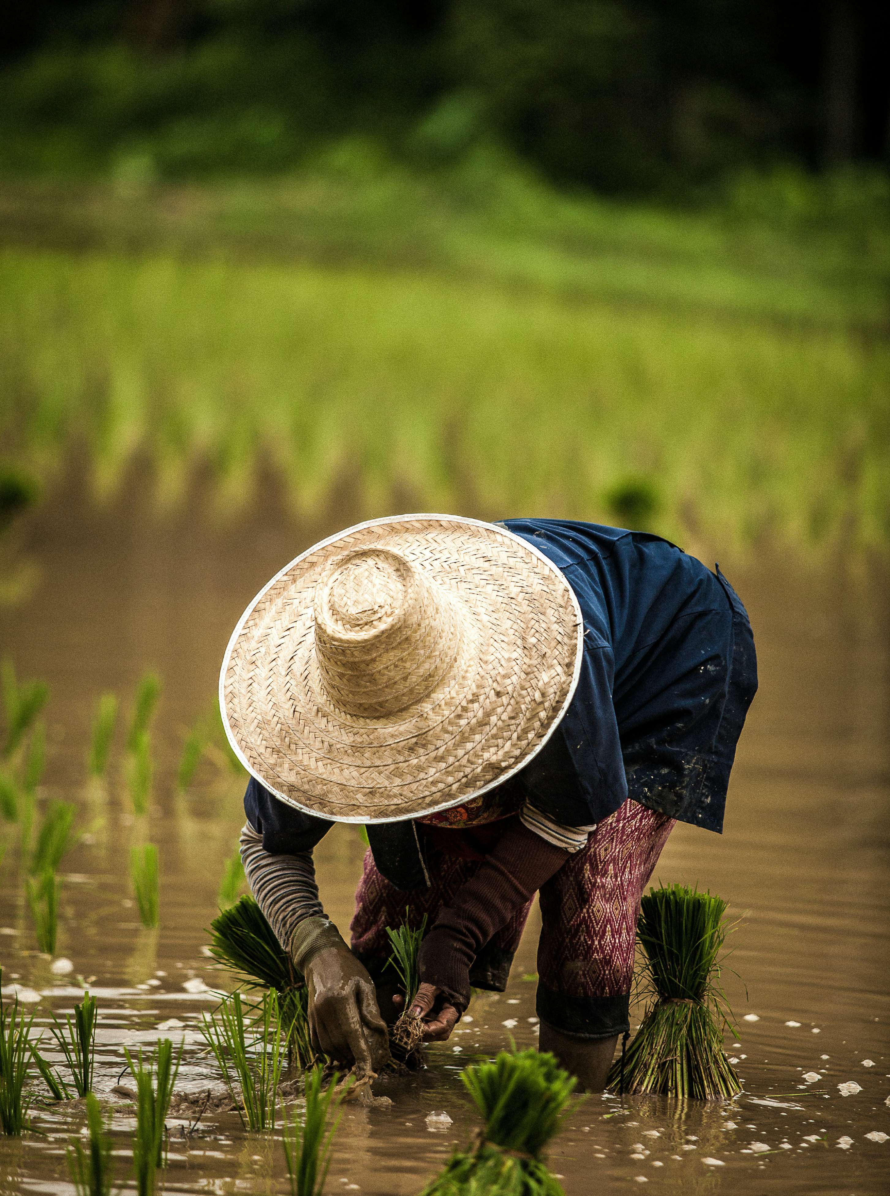 Why heirloom seeds matter in a warming Thailand