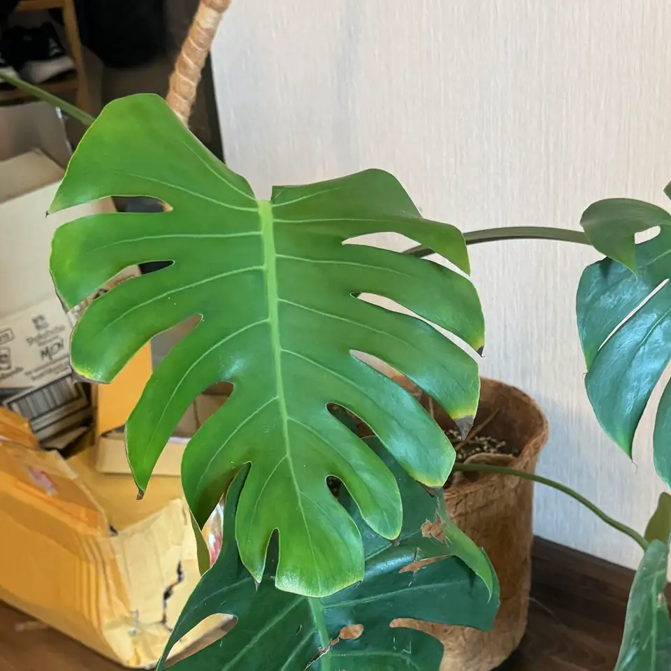 A large monstera leaf indoors, from the plant in the before and after photos