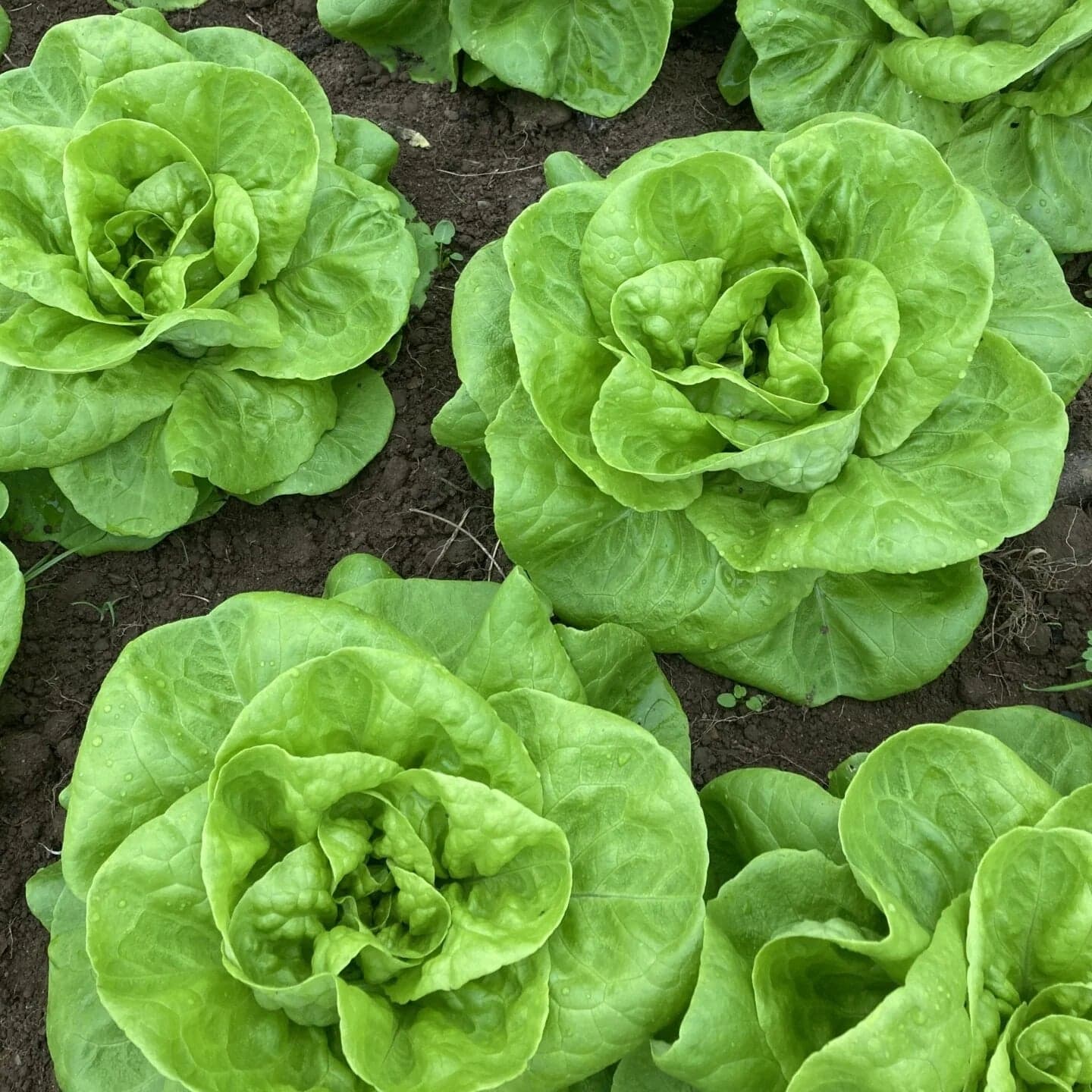 Green Butterhead Lettuce Seeds