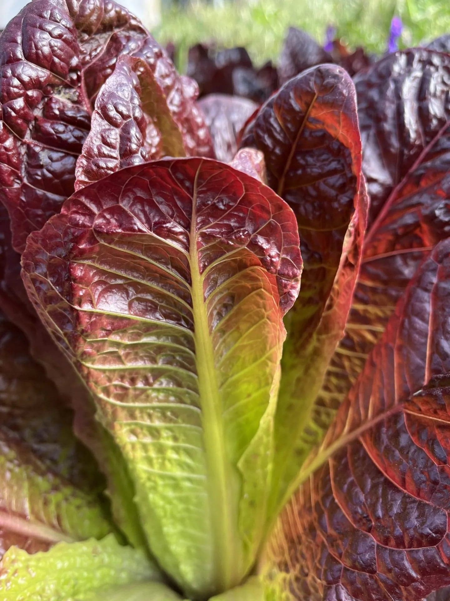 Red Cos Lettuce Seeds