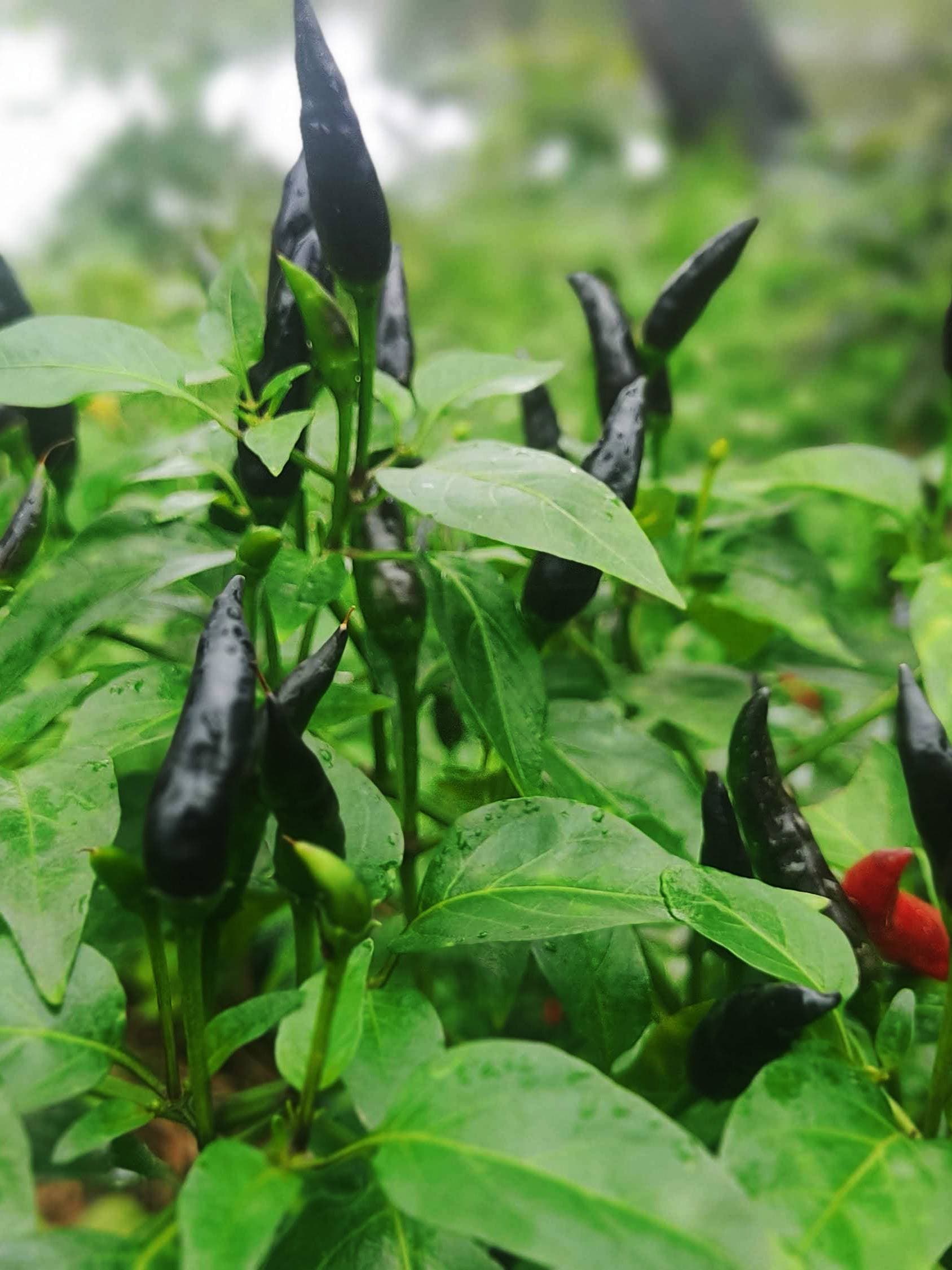 Krishna Black Chili