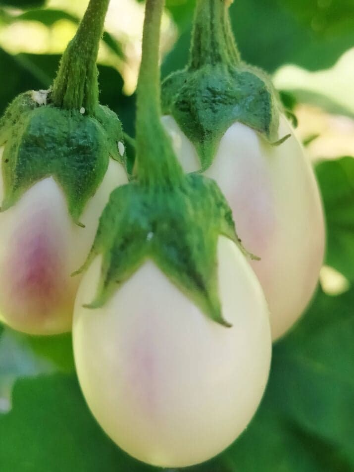 Agni Eggplant