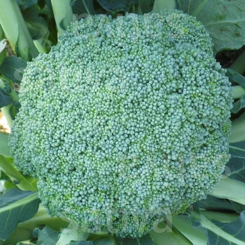 Broccoli