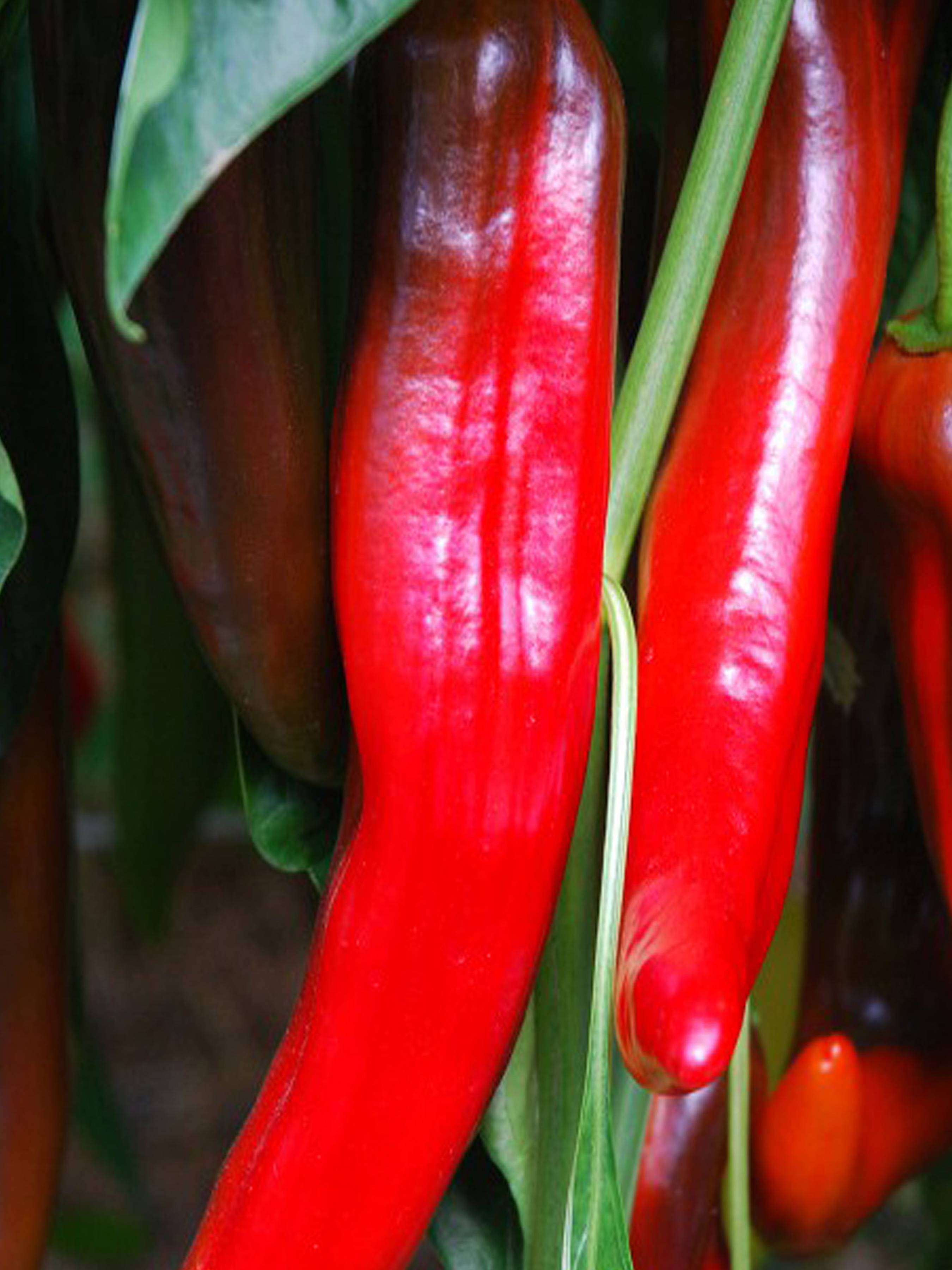 Krishna Capsicum