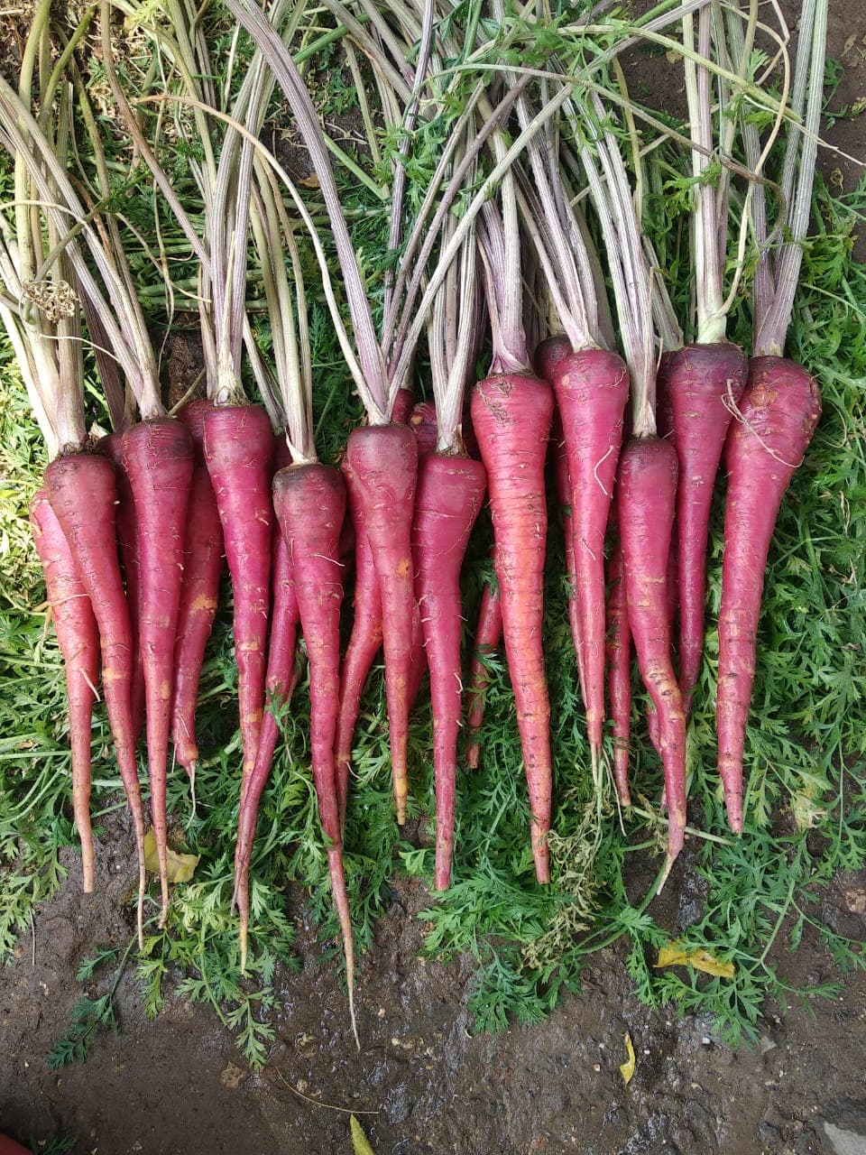 Purple Long Carrot