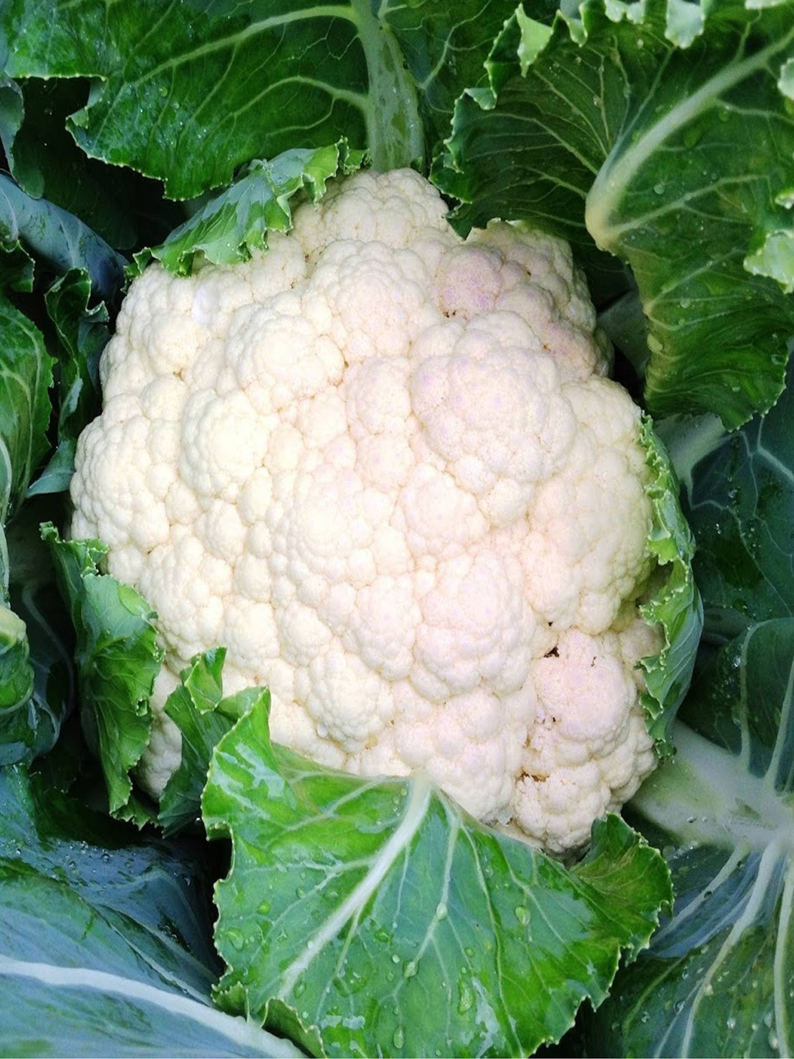 Snow Cauliflower