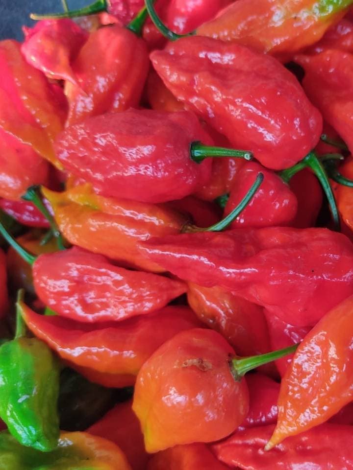 King Chili - Bhut Jolokia (Ghost Pepper)