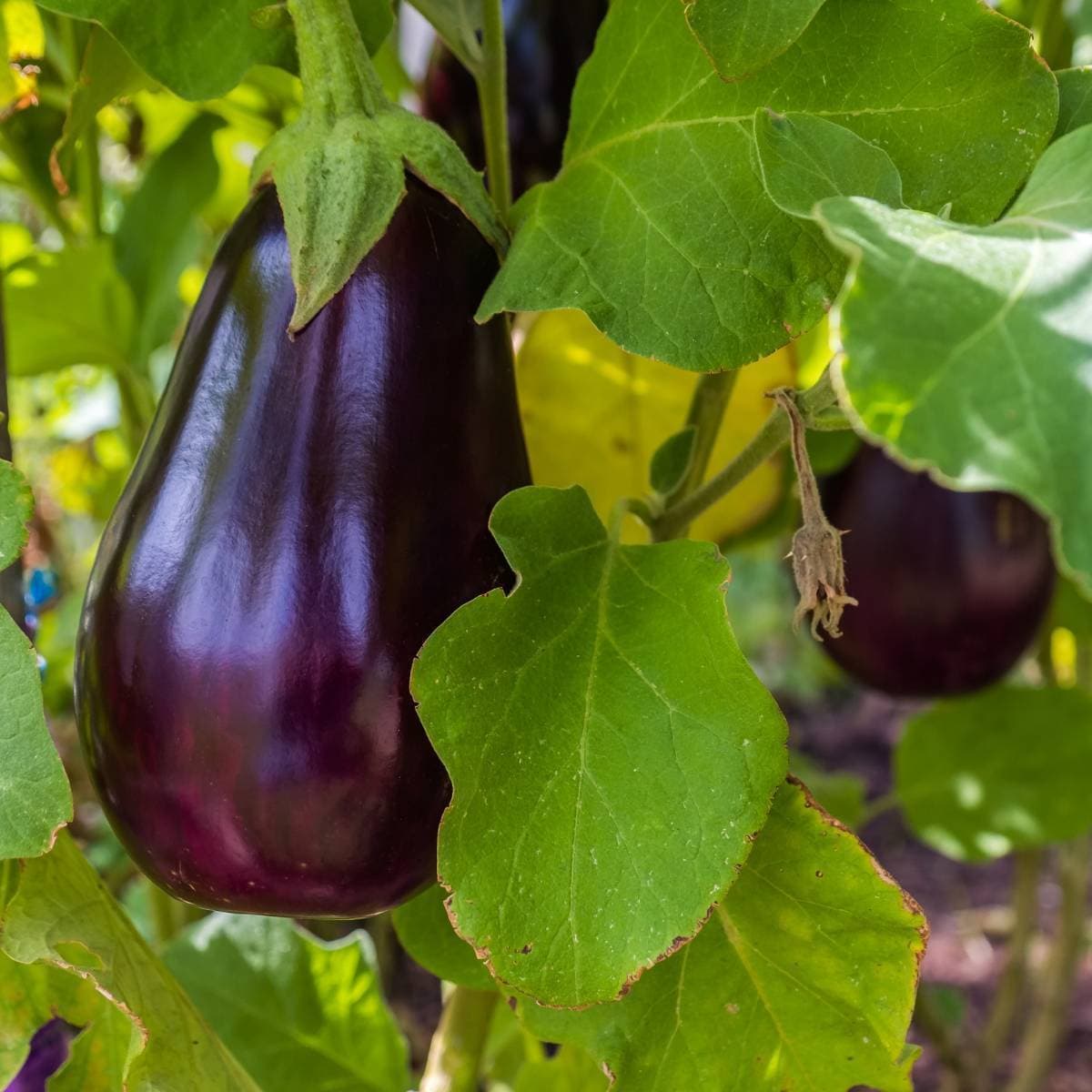 Purple Eggplant
