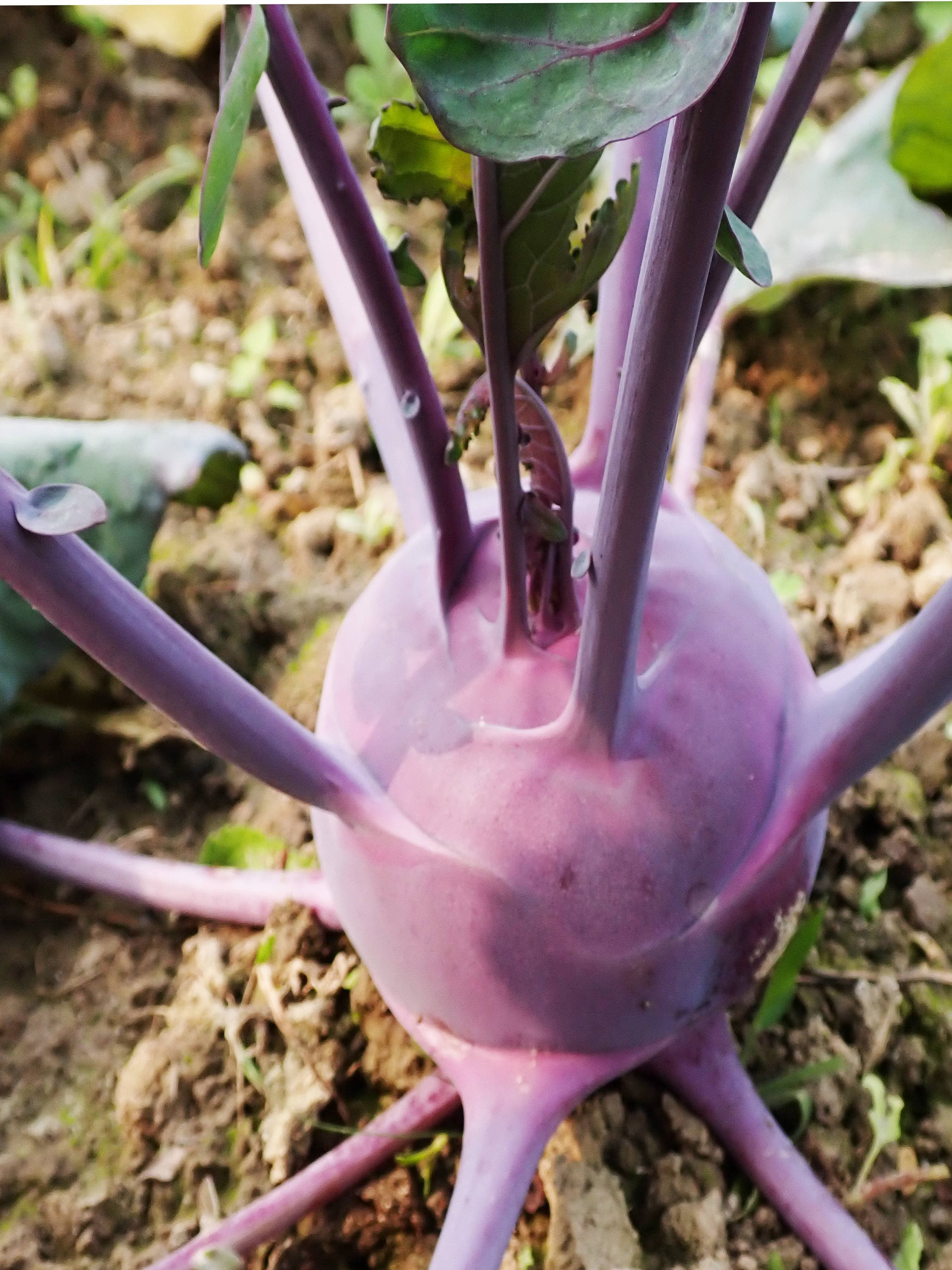 Barail Kohlrabi