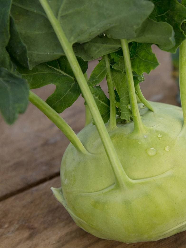 Kanchan Kohlrabi