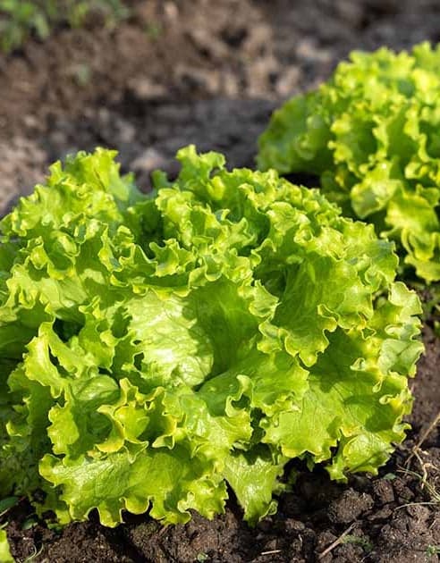 Batavia Green Lettuce