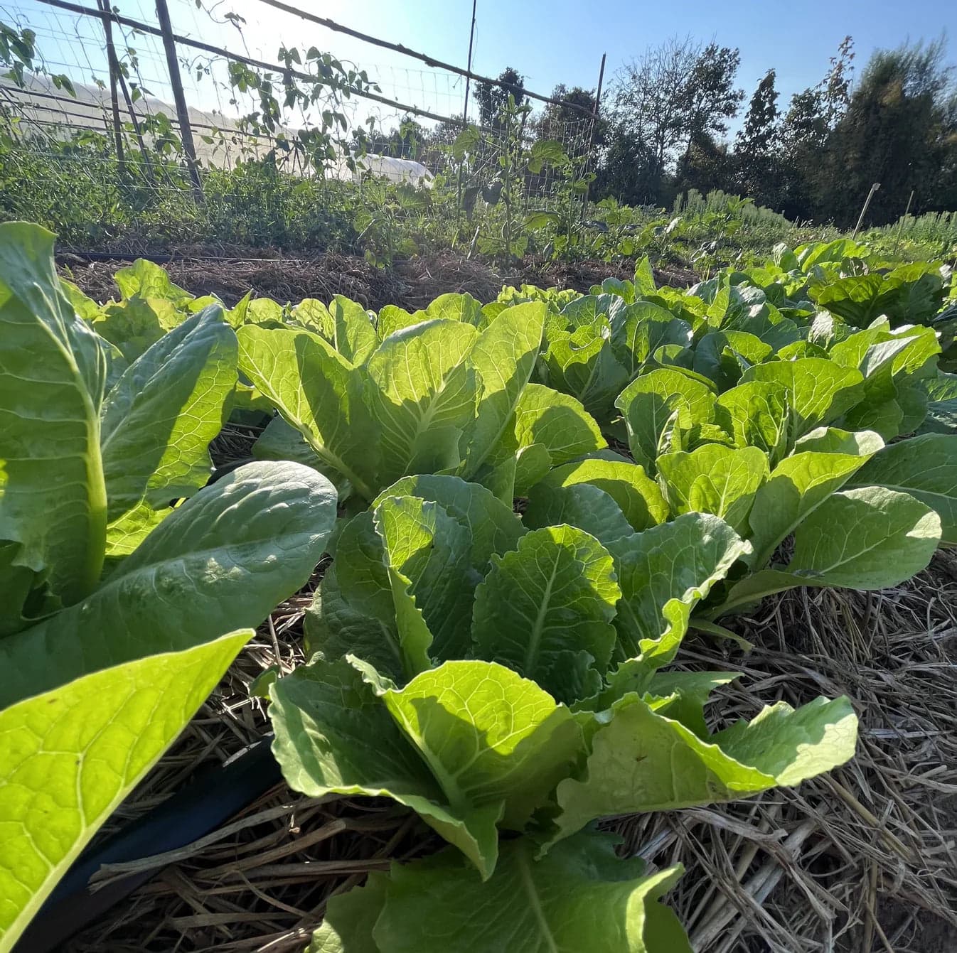 Green Cos Lettuce