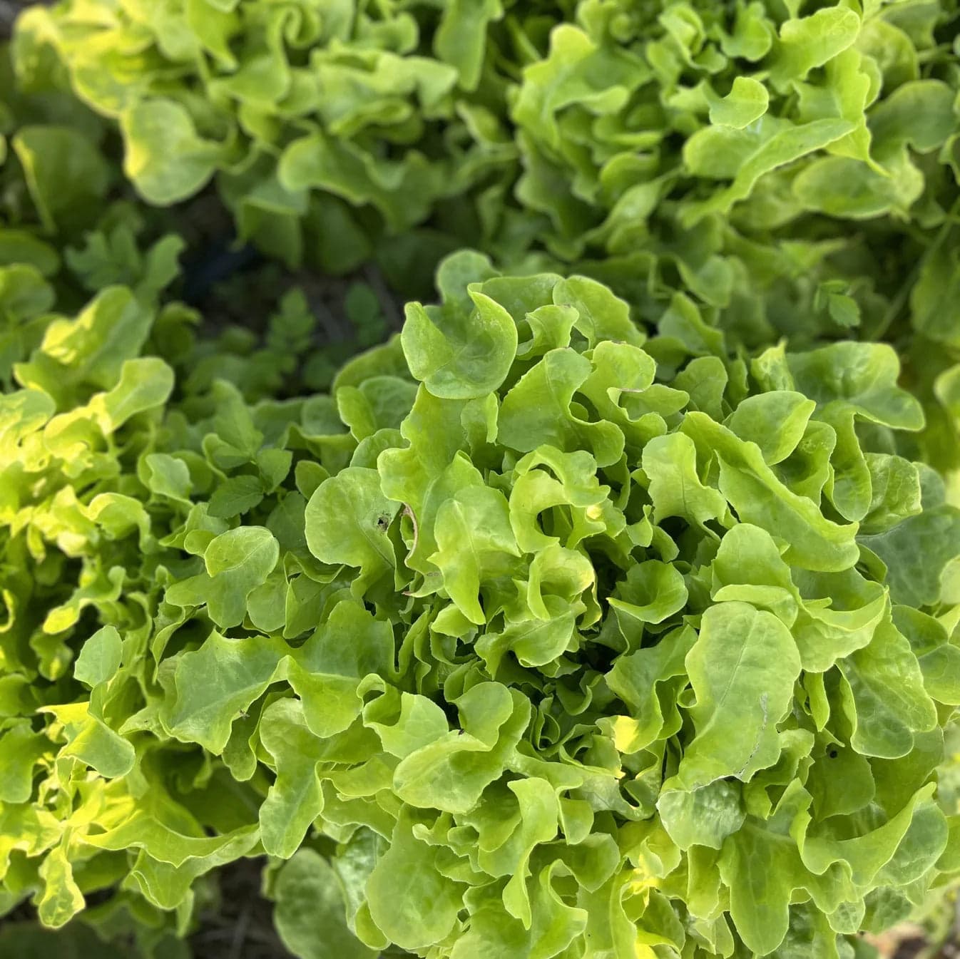 Green Oak Lettuce