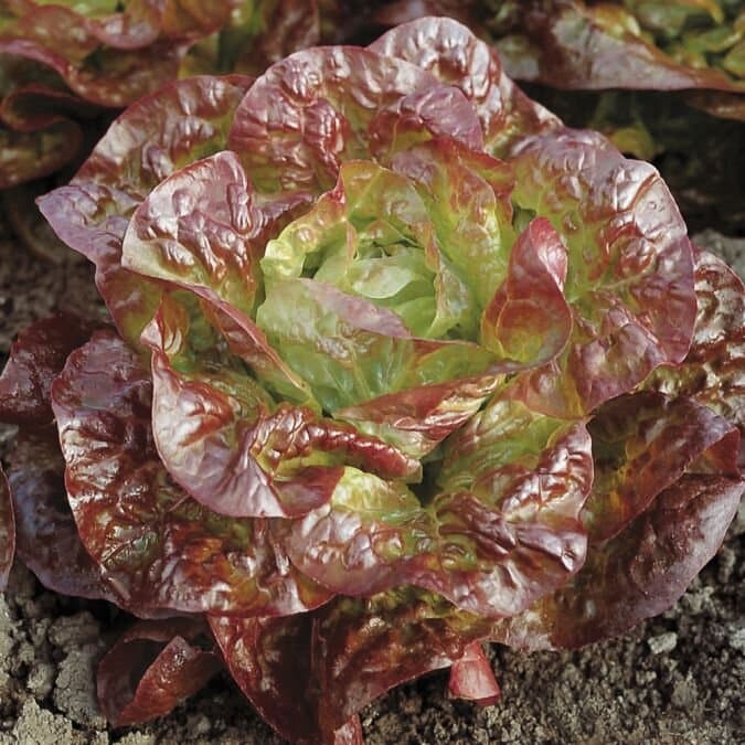 Red Butterhead Lettuce