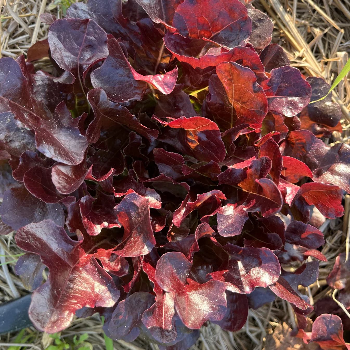 Red Oak Lettuce