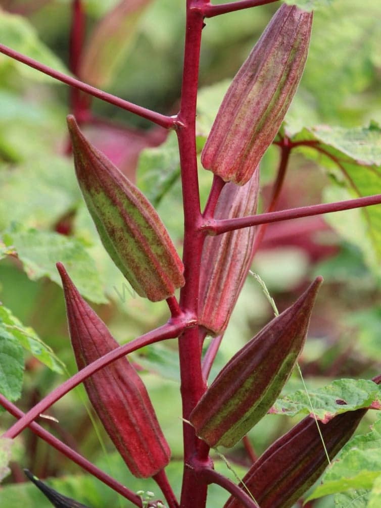 Double Color Okra