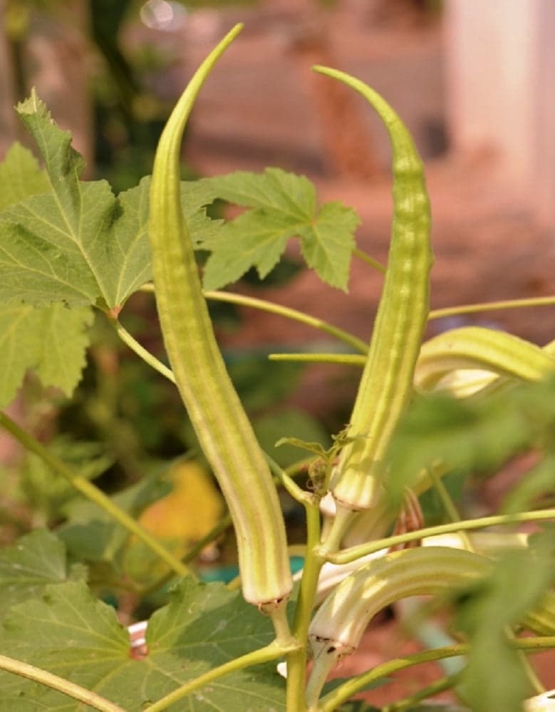 Elephant Tusk Okra