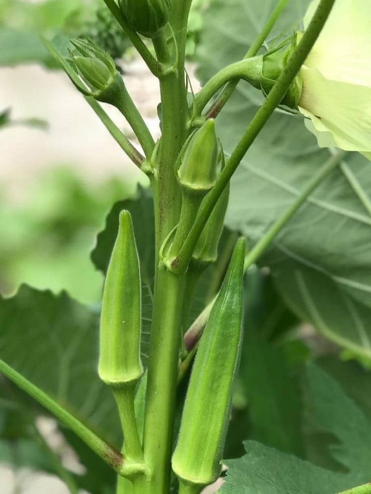 Green Ladys Finger Okra