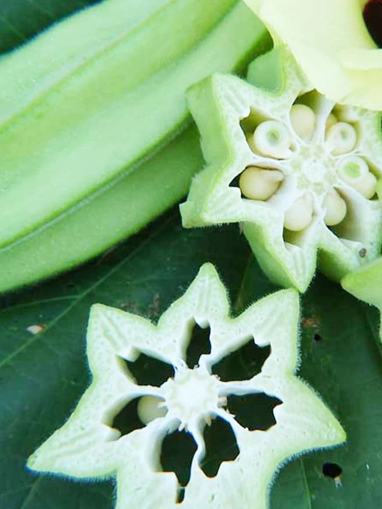 Green Star Okra