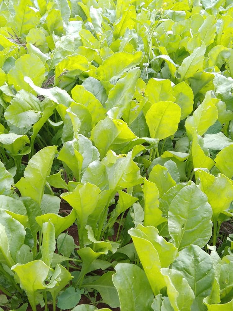 Spinach (Palak)