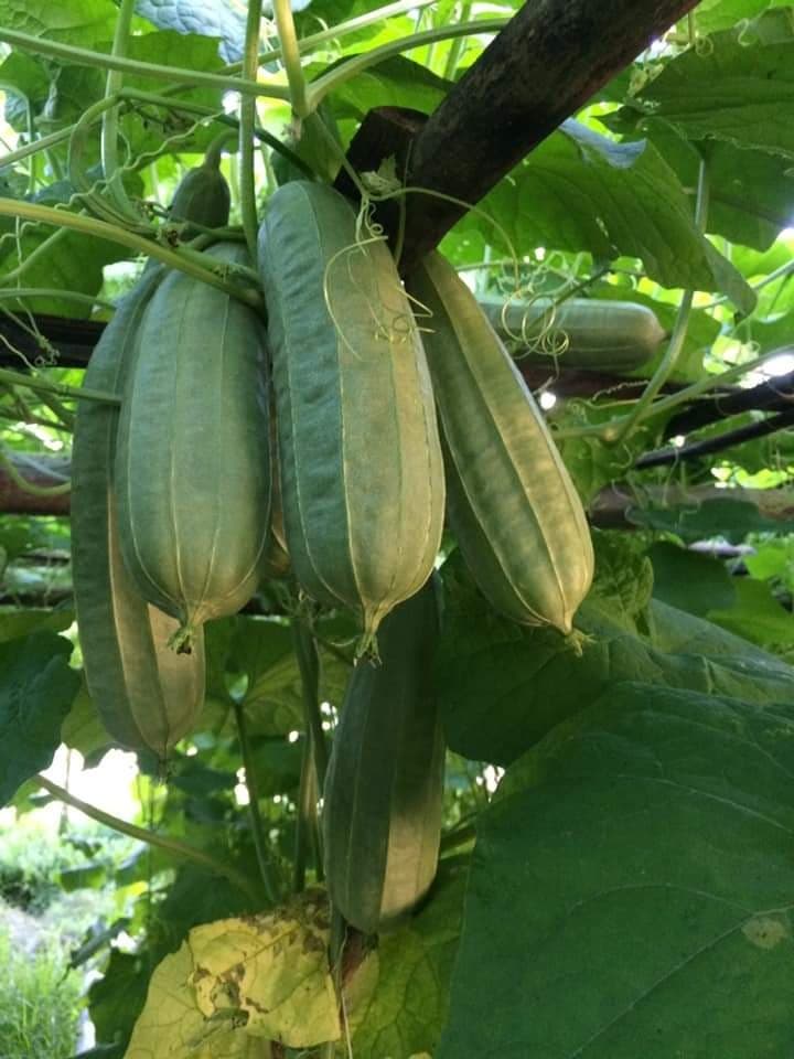 Angel Gourd