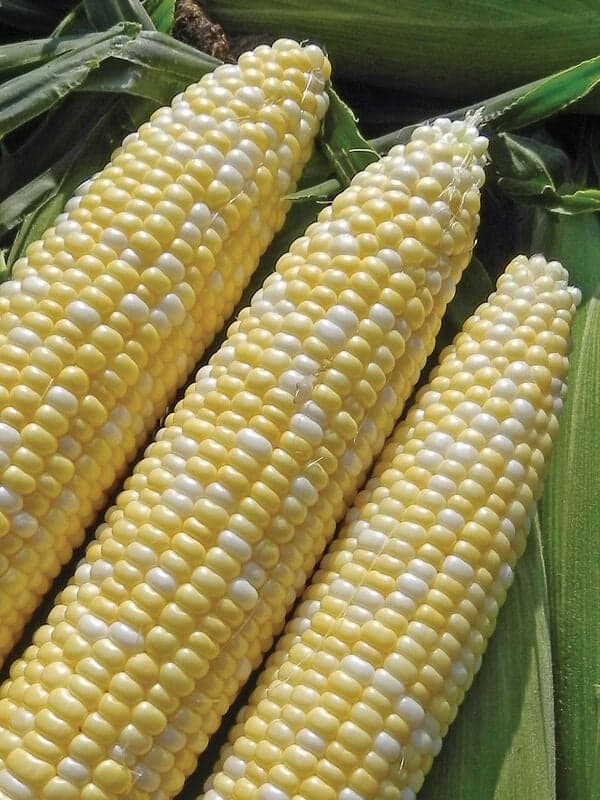 Sweetcorn