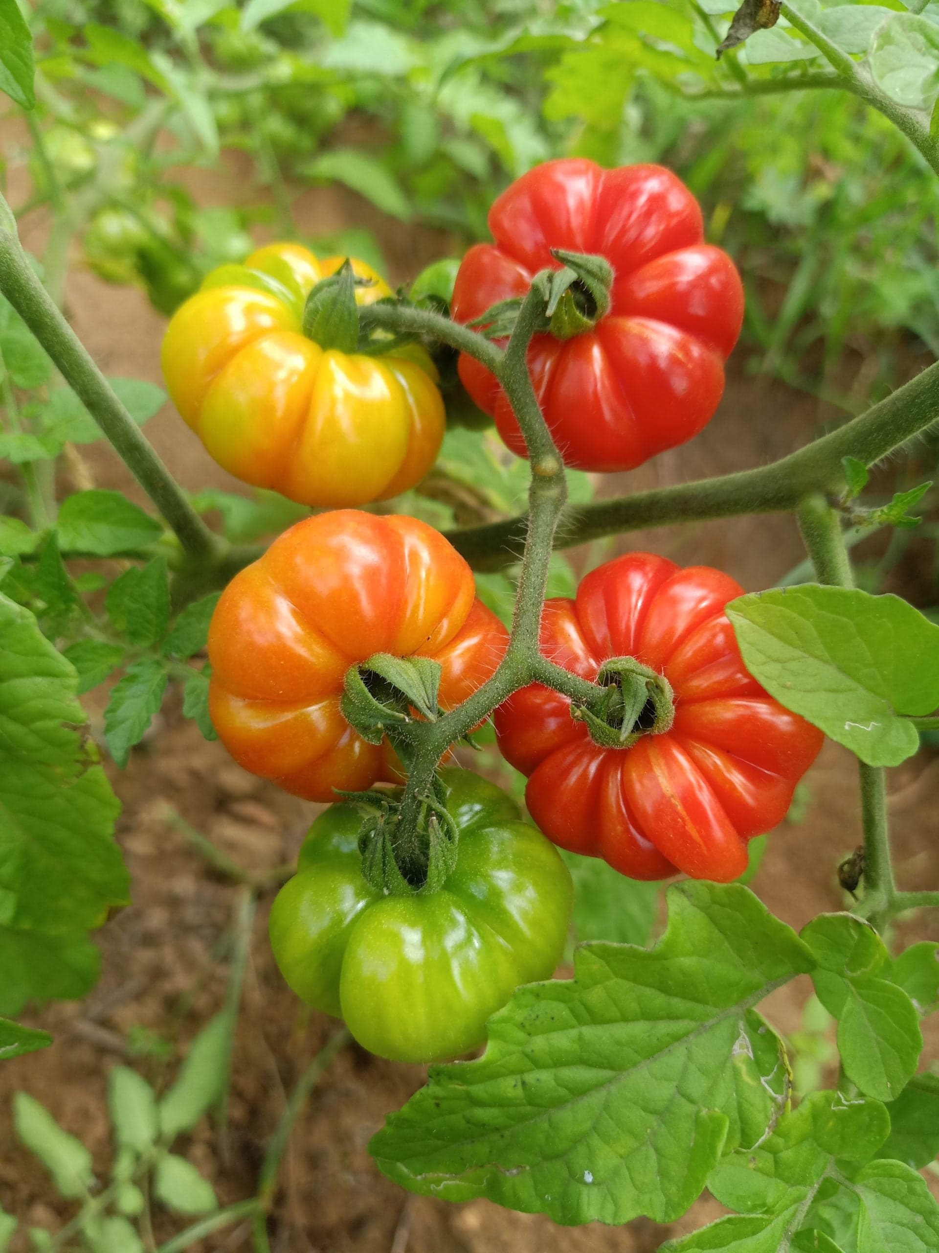 African Togo Tomato