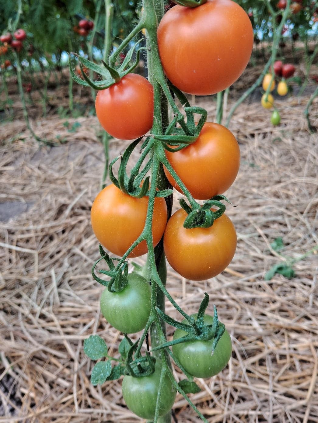 Sweet Orange Tomato