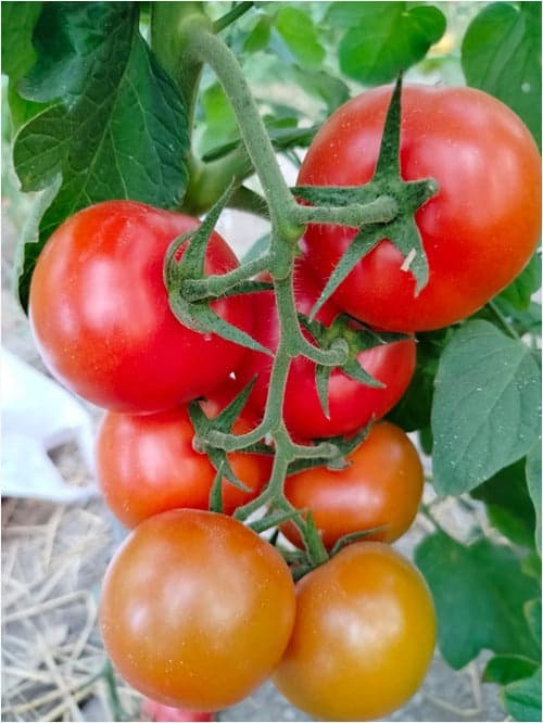 Suri Red Tomato