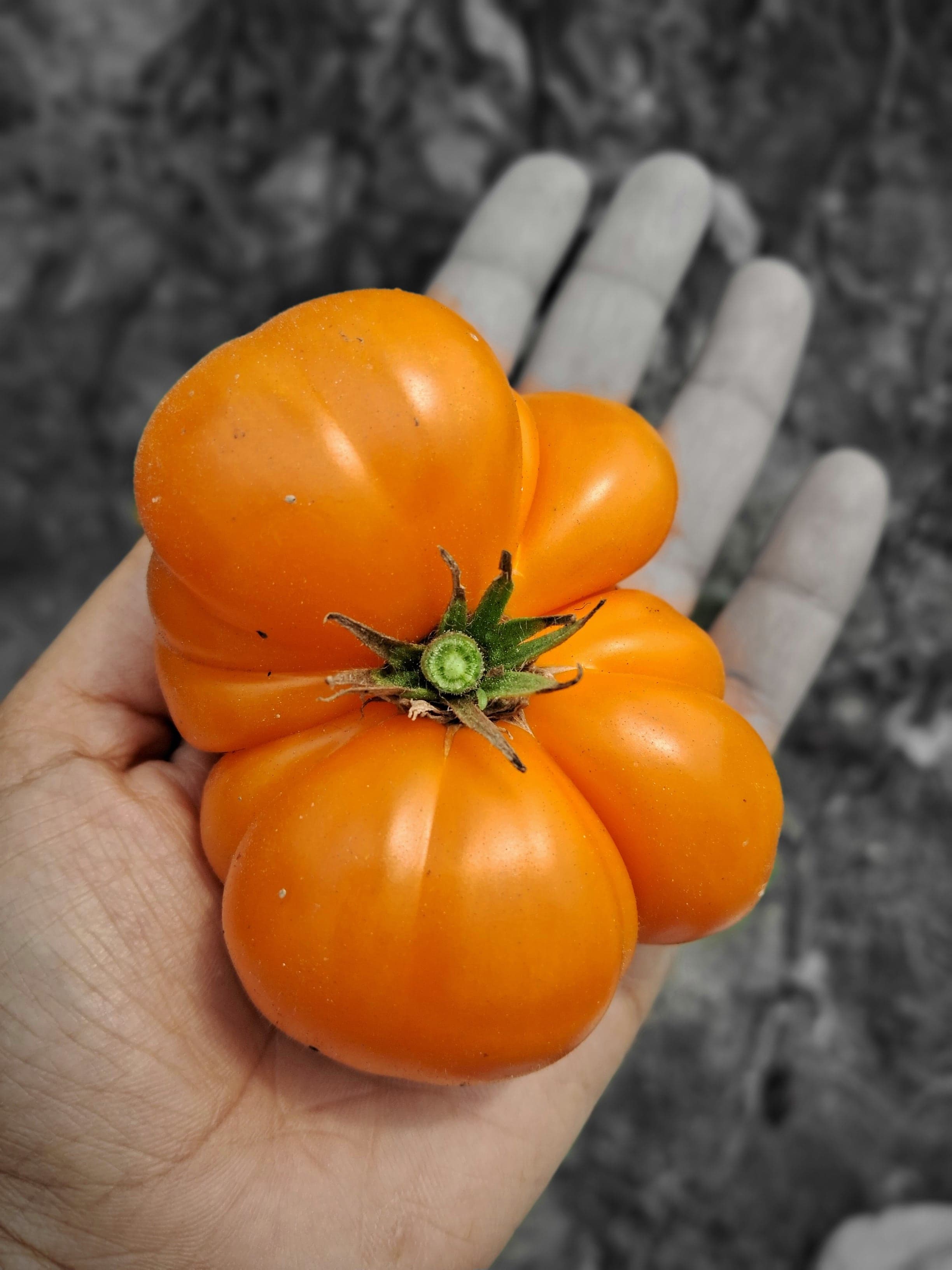 Orange Pumpkin Tomato
