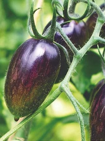 Purple Gem Tomato