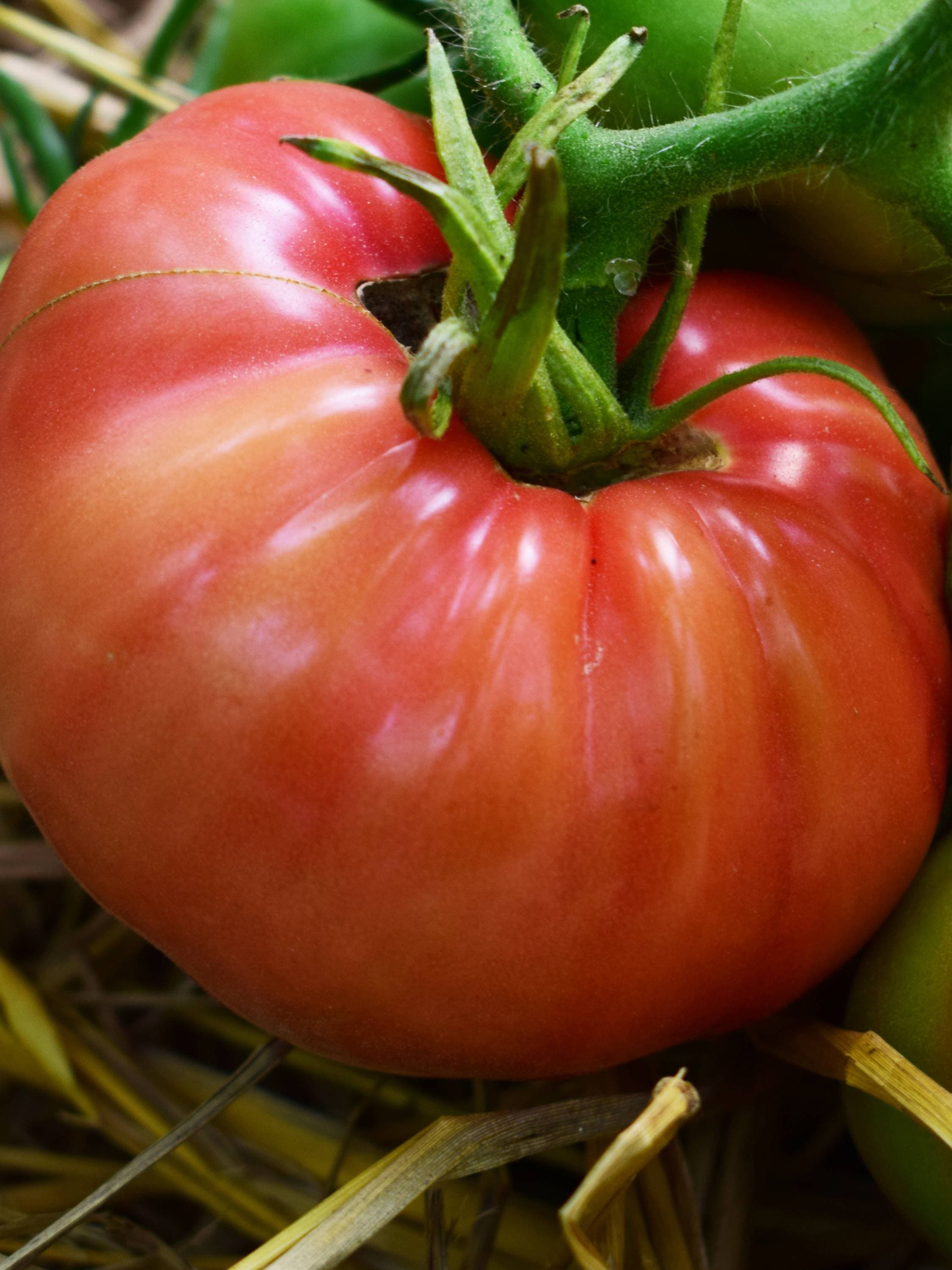 Giant Red Tomato
