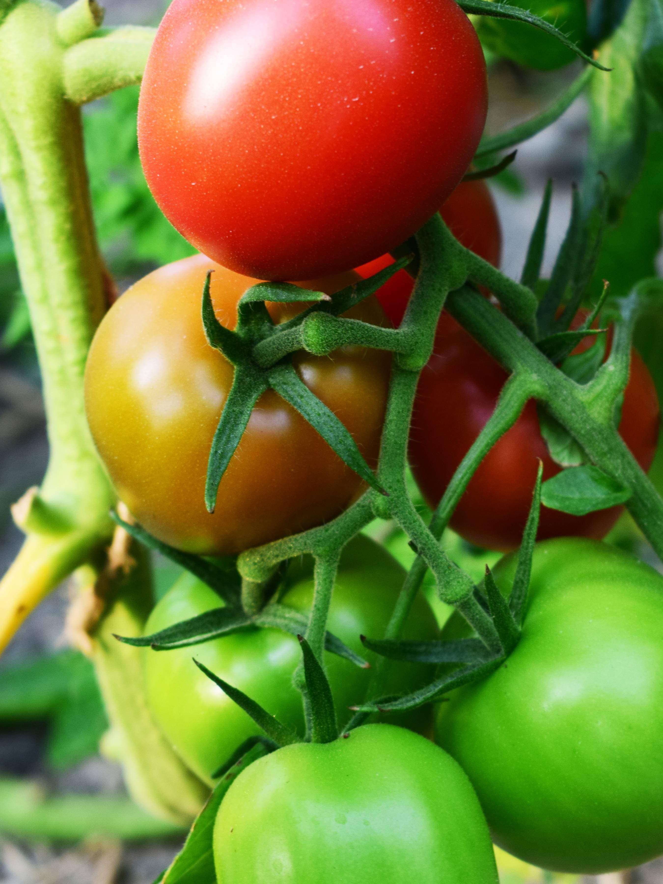 Red Apple Tomato