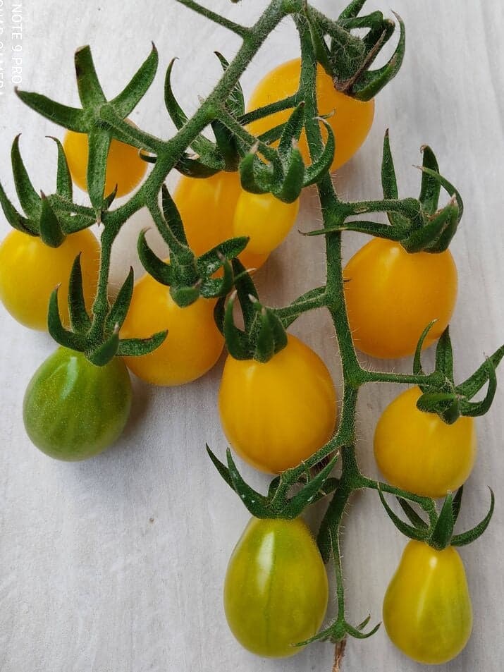 Pear Tomato