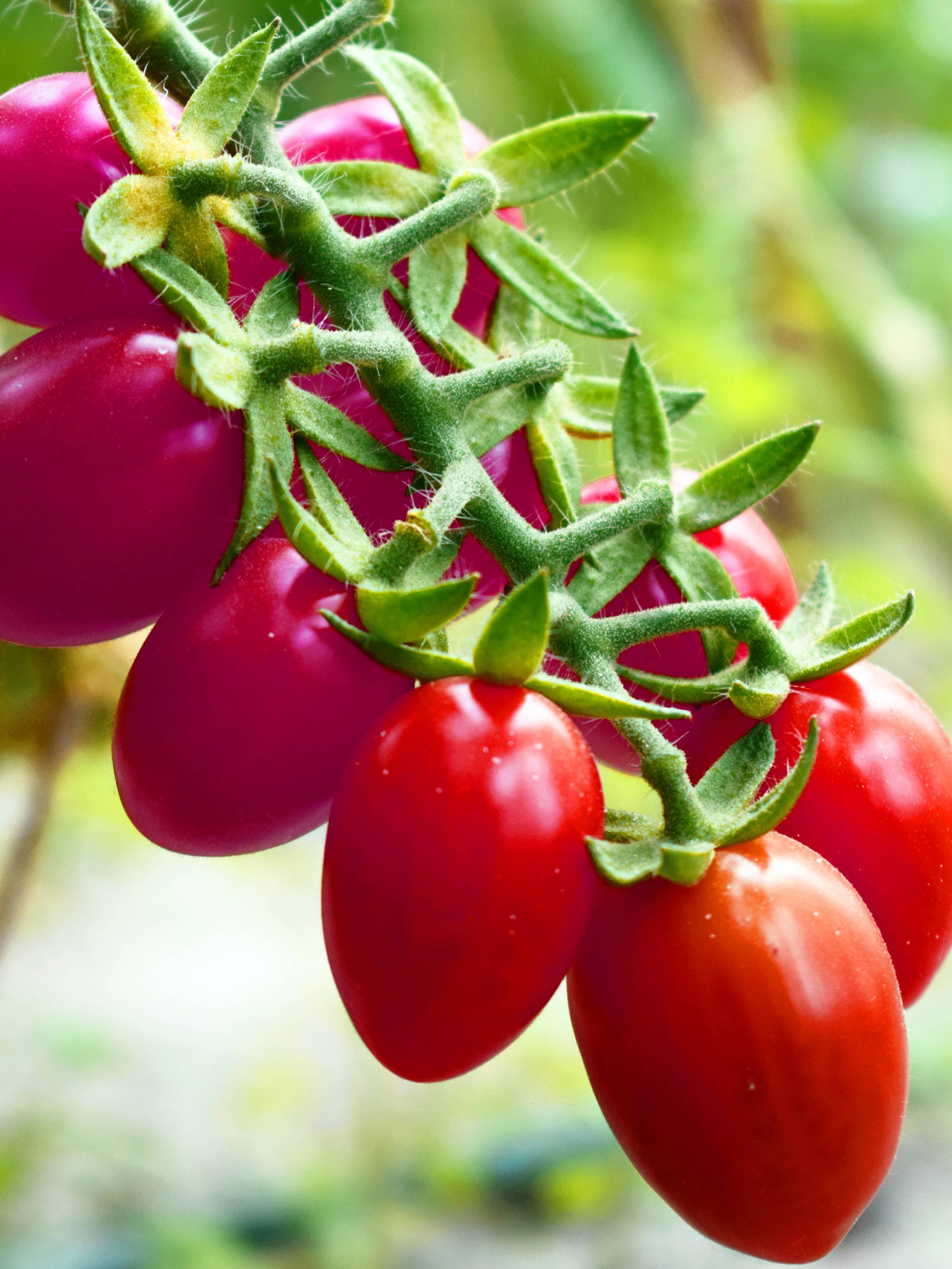 Red Ant Tomato