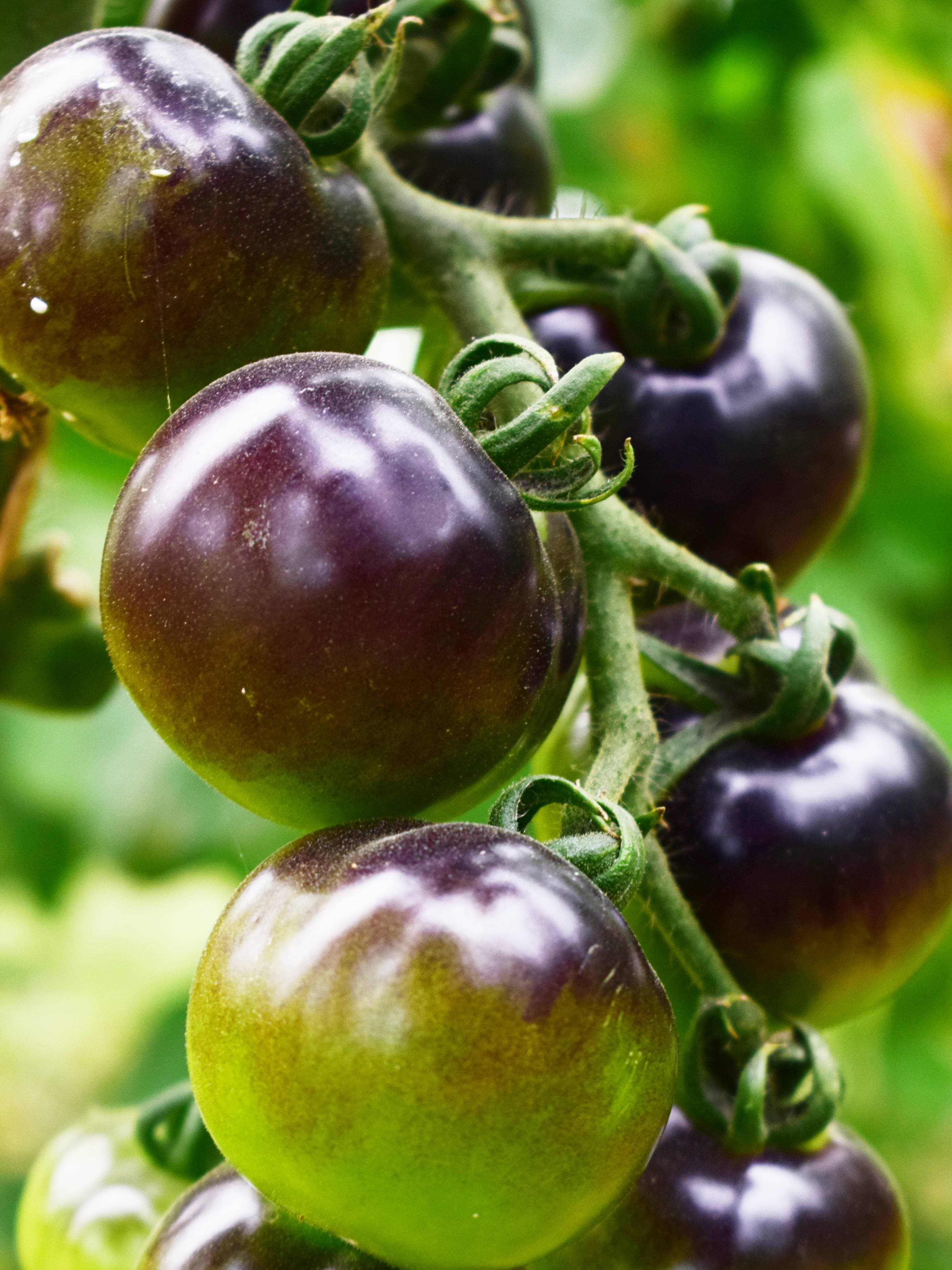 Purple Shine Tomato