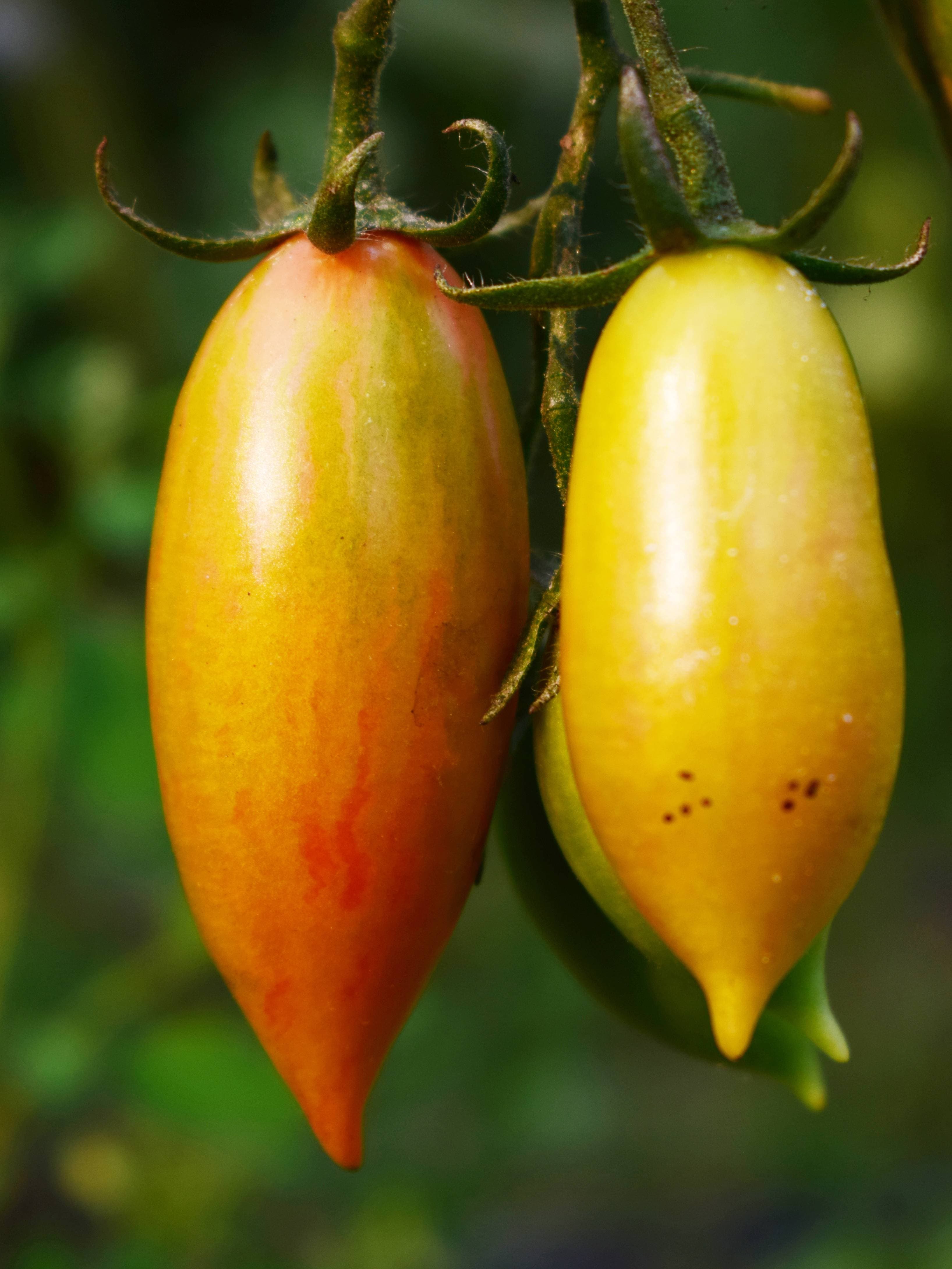 Golden Pink Tomato
