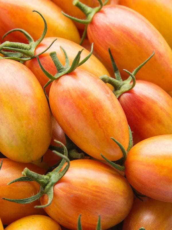 Sunrise Tomato
